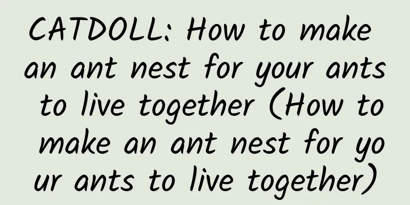 CATDOLL: How to make an ant nest for your ants to live together (How to make an ant nest for your ants to live together)