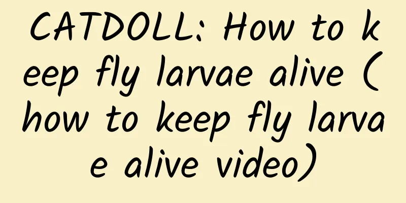 CATDOLL: How to keep fly larvae alive (how to keep fly larvae alive video)