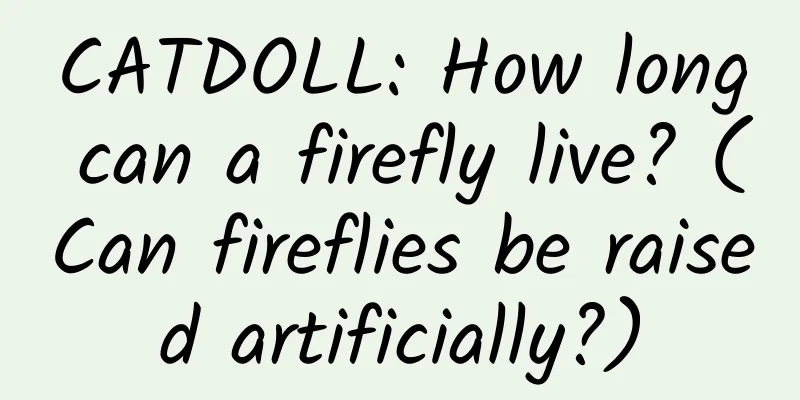 CATDOLL: How long can a firefly live? (Can fireflies be raised artificially?)