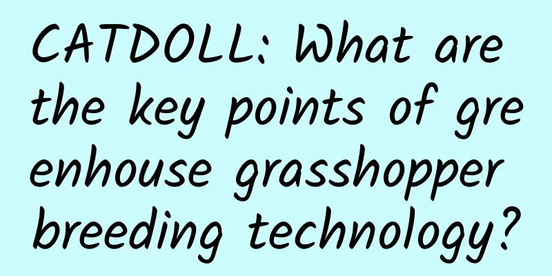 CATDOLL: What are the key points of greenhouse grasshopper breeding technology?