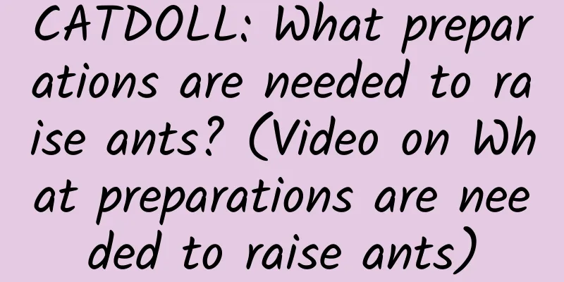 CATDOLL: What preparations are needed to raise ants? (Video on What preparations are needed to raise ants)