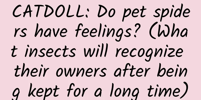 CATDOLL: Do pet spiders have feelings? (What insects will recognize their owners after being kept for a long time)