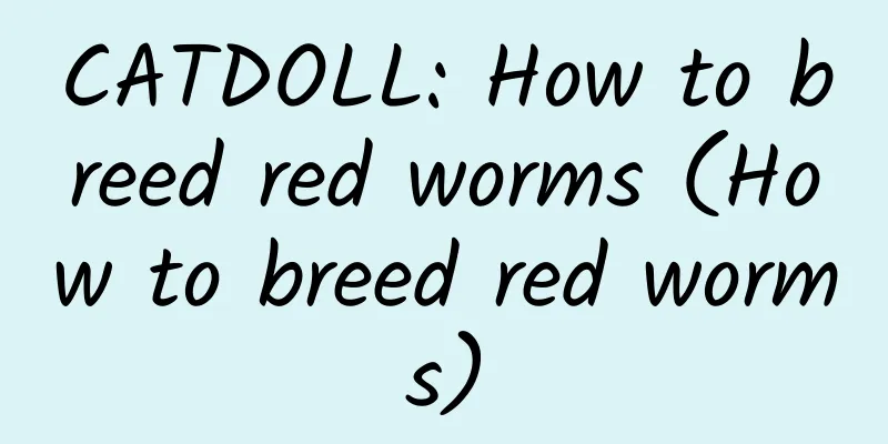CATDOLL: How to breed red worms (How to breed red worms)