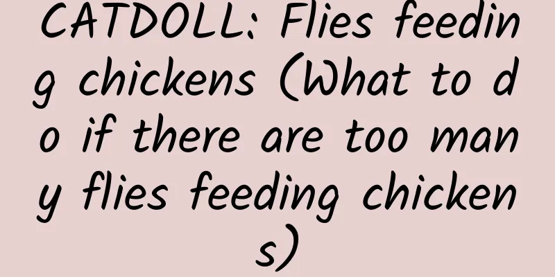 CATDOLL: Flies feeding chickens (What to do if there are too many flies feeding chickens)