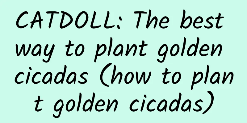 CATDOLL: The best way to plant golden cicadas (how to plant golden cicadas)