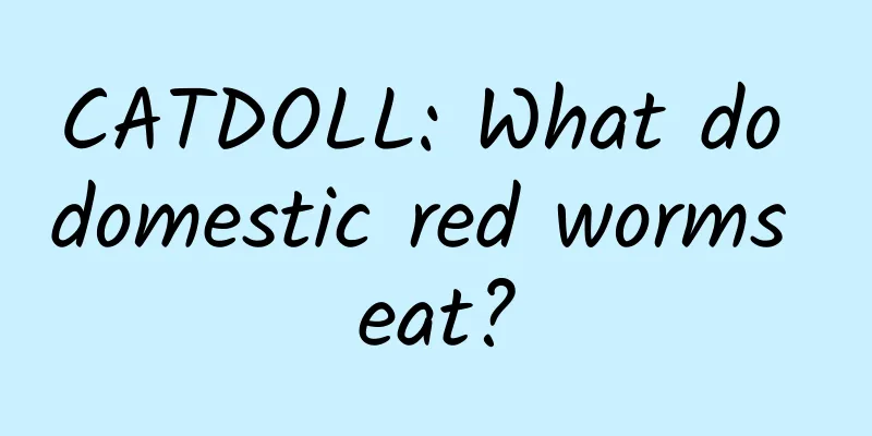 CATDOLL: What do domestic red worms eat?