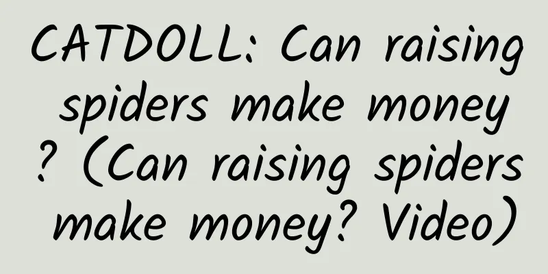 CATDOLL: Can raising spiders make money? (Can raising spiders make money? Video)