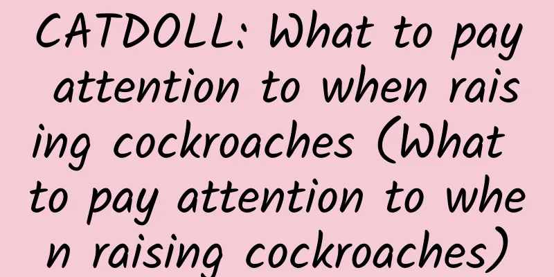 CATDOLL: What to pay attention to when raising cockroaches (What to pay attention to when raising cockroaches)