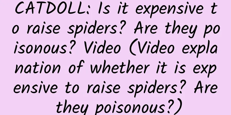 CATDOLL: Is it expensive to raise spiders? Are they poisonous? Video (Video explanation of whether it is expensive to raise spiders? Are they poisonous?)