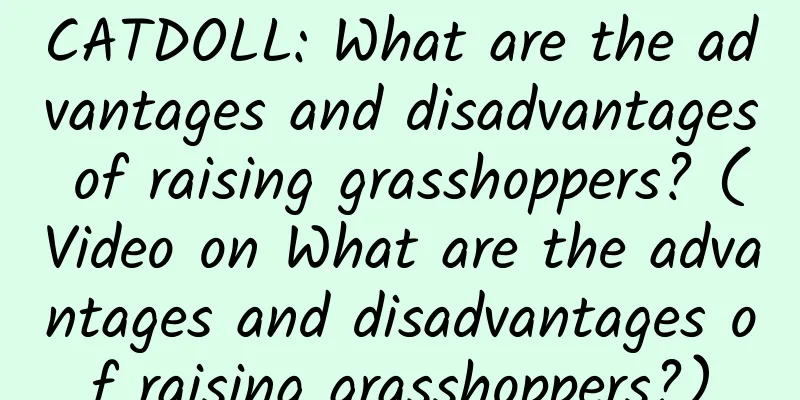 CATDOLL: What are the advantages and disadvantages of raising grasshoppers? (Video on What are the advantages and disadvantages of raising grasshoppers?)