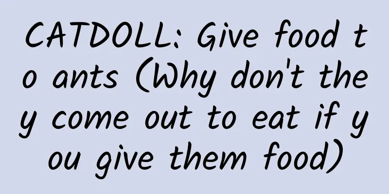 CATDOLL: Give food to ants (Why don't they come out to eat if you give them food)