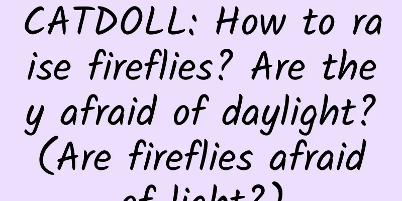 CATDOLL: How to raise fireflies? Are they afraid of daylight? (Are fireflies afraid of light?)