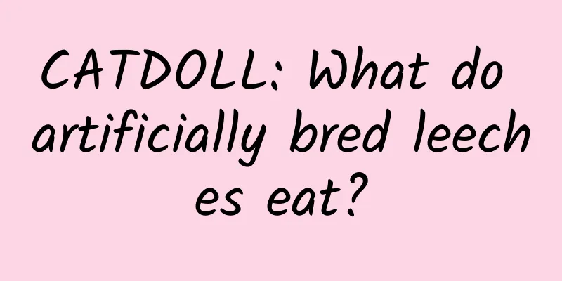 CATDOLL: What do artificially bred leeches eat?