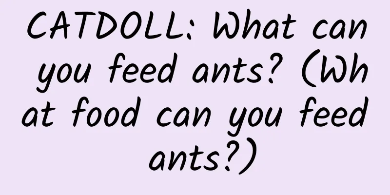 CATDOLL: What can you feed ants? (What food can you feed ants?)