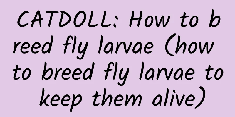 CATDOLL: How to breed fly larvae (how to breed fly larvae to keep them alive)
