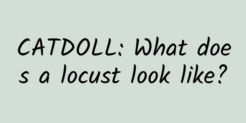 CATDOLL: What does a locust look like?