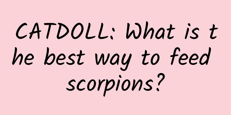CATDOLL: What is the best way to feed scorpions?