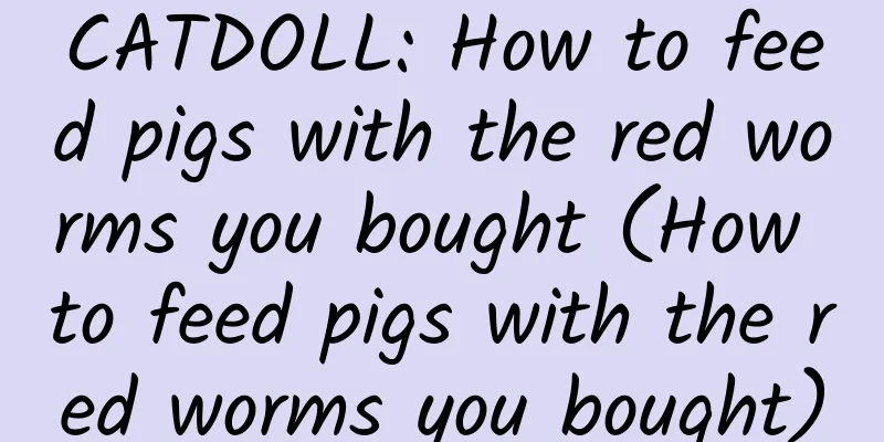 CATDOLL: How to feed pigs with the red worms you bought (How to feed pigs with the red worms you bought)