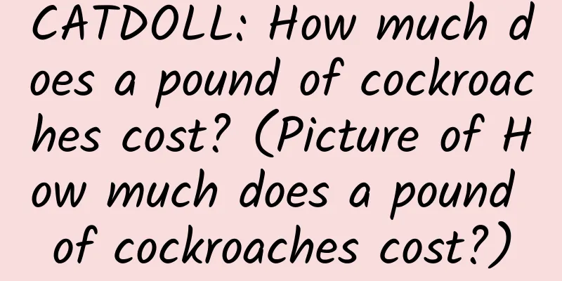 CATDOLL: How much does a pound of cockroaches cost? (Picture of How much does a pound of cockroaches cost?)