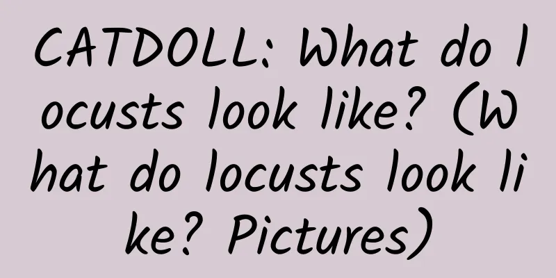 CATDOLL: What do locusts look like? (What do locusts look like? Pictures)