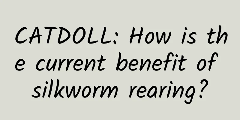 CATDOLL: How is the current benefit of silkworm rearing?
