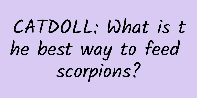 CATDOLL: What is the best way to feed scorpions?