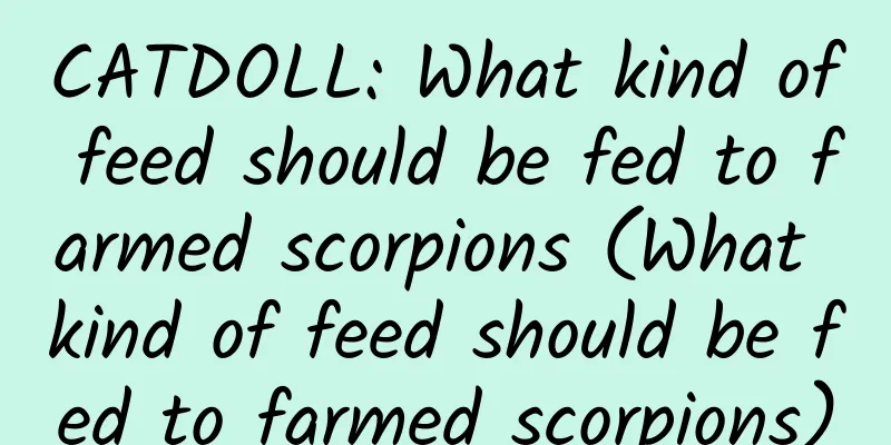 CATDOLL: What kind of feed should be fed to farmed scorpions (What kind of feed should be fed to farmed scorpions)