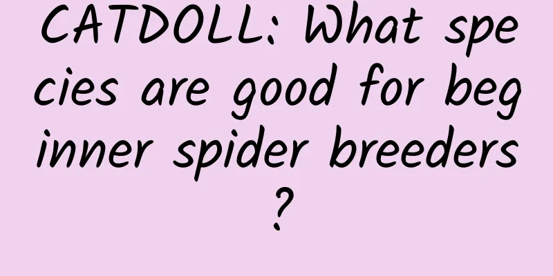 CATDOLL: What species are good for beginner spider breeders?