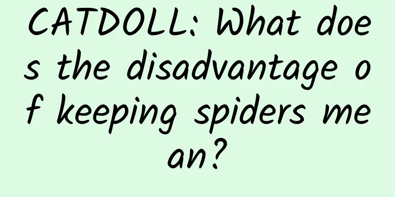 CATDOLL: What does the disadvantage of keeping spiders mean?