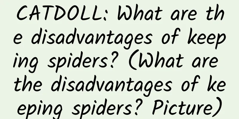 CATDOLL: What are the disadvantages of keeping spiders? (What are the disadvantages of keeping spiders? Picture)