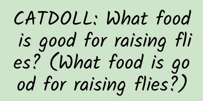 CATDOLL: What food is good for raising flies? (What food is good for raising flies?)