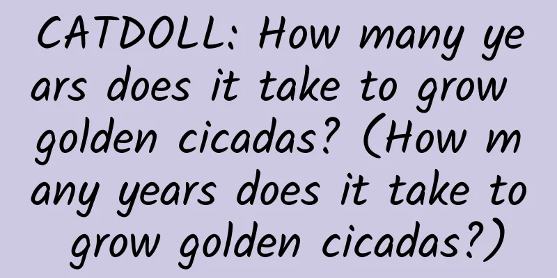 CATDOLL: How many years does it take to grow golden cicadas? (How many years does it take to grow golden cicadas?)