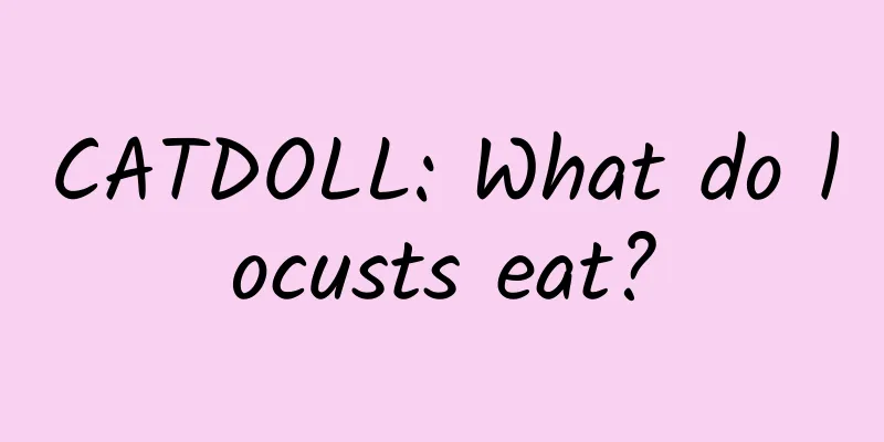 CATDOLL: What do locusts eat?