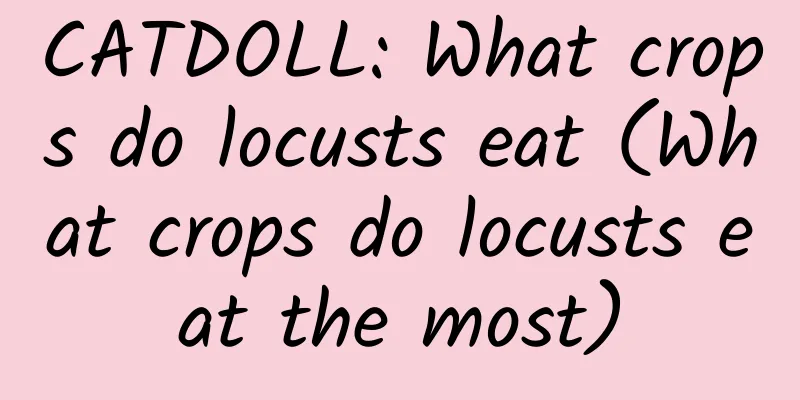 CATDOLL: What crops do locusts eat (What crops do locusts eat the most)