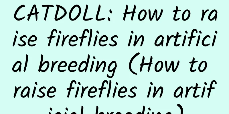 CATDOLL: How to raise fireflies in artificial breeding (How to raise fireflies in artificial breeding)