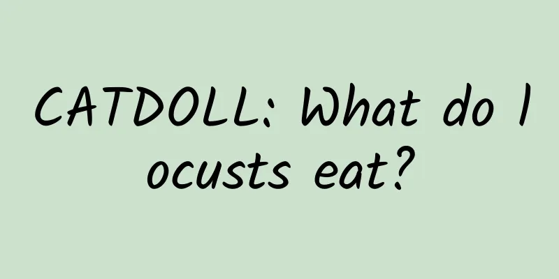 CATDOLL: What do locusts eat?