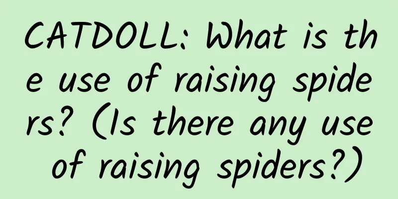 CATDOLL: What is the use of raising spiders? (Is there any use of raising spiders?)
