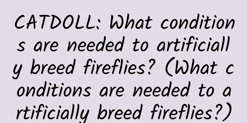 CATDOLL: What conditions are needed to artificially breed fireflies? (What conditions are needed to artificially breed fireflies?)