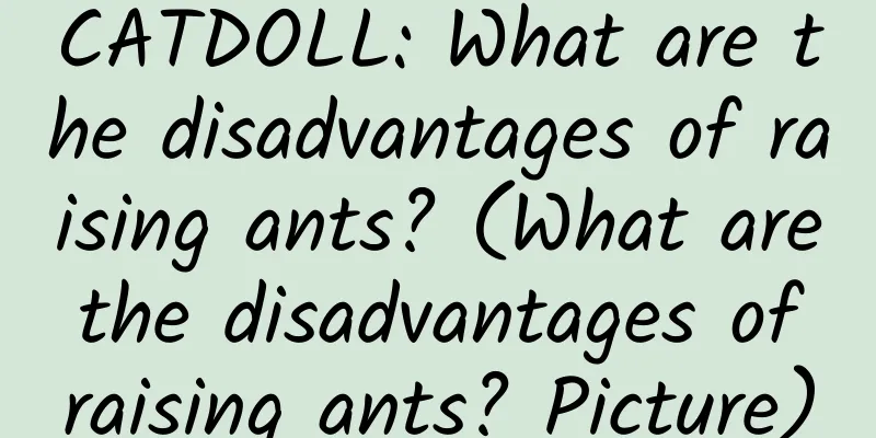 CATDOLL: What are the disadvantages of raising ants? (What are the disadvantages of raising ants? Picture)