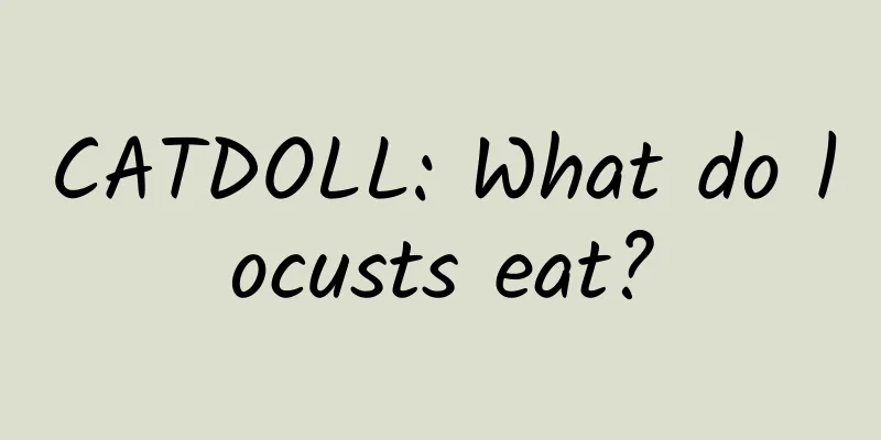 CATDOLL: What do locusts eat?