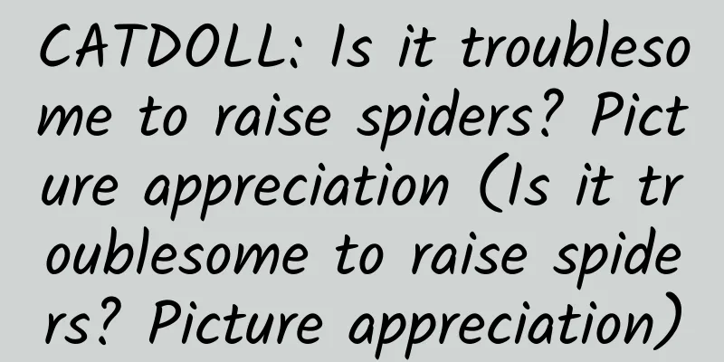 CATDOLL: Is it troublesome to raise spiders? Picture appreciation (Is it troublesome to raise spiders? Picture appreciation)