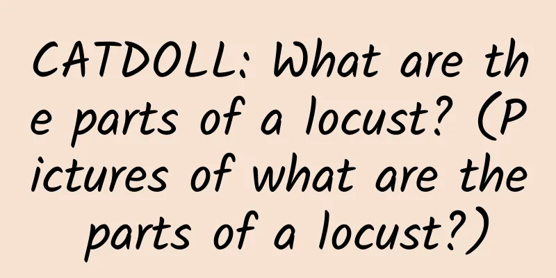 CATDOLL: What are the parts of a locust? (Pictures of what are the parts of a locust?)