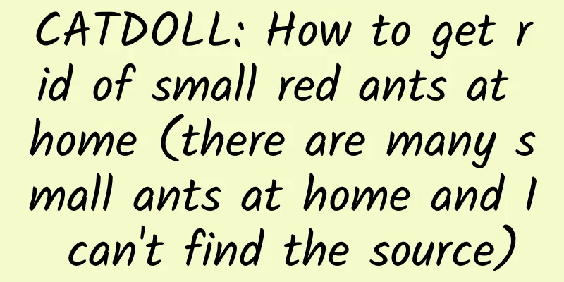 CATDOLL: How to get rid of small red ants at home (there are many small ants at home and I can't find the source)