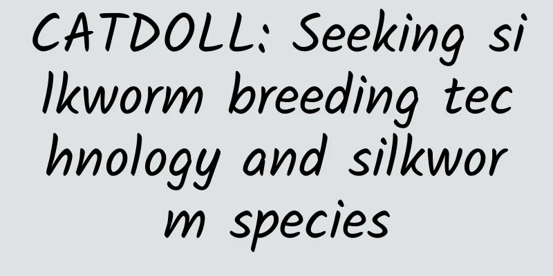 CATDOLL: Seeking silkworm breeding technology and silkworm species