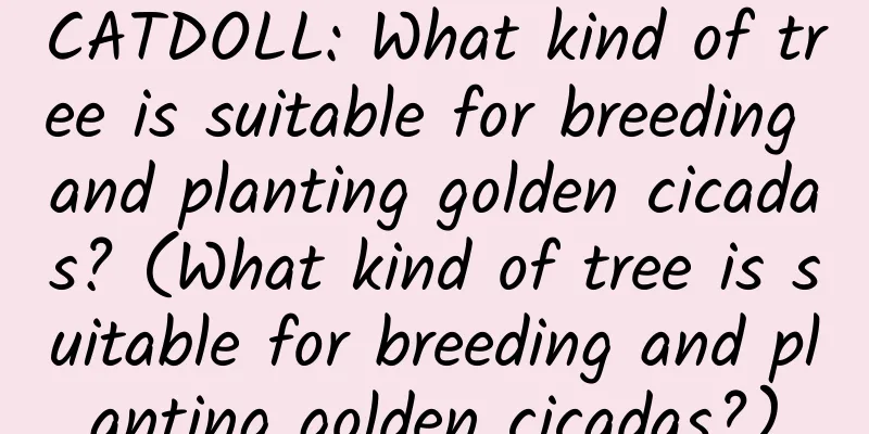 CATDOLL: What kind of tree is suitable for breeding and planting golden cicadas? (What kind of tree is suitable for breeding and planting golden cicadas?)