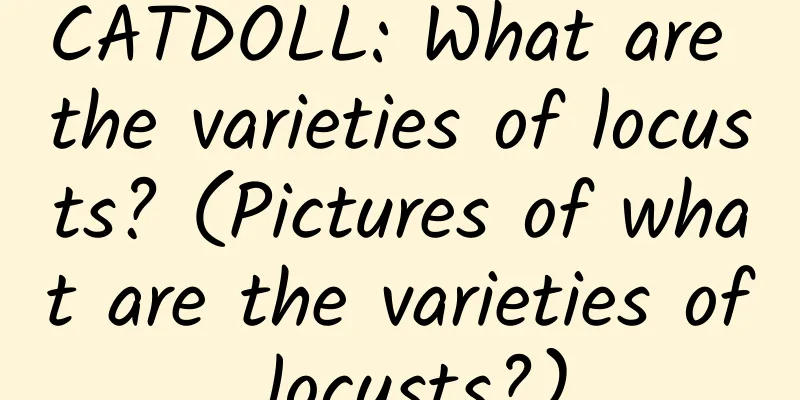 CATDOLL: What are the varieties of locusts? (Pictures of what are the varieties of locusts?)
