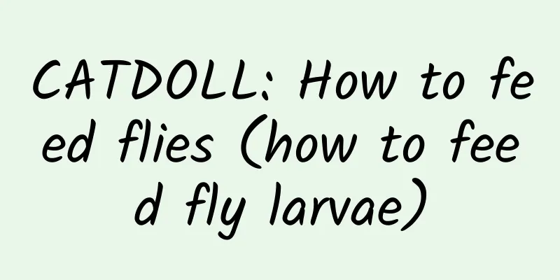 CATDOLL: How to feed flies (how to feed fly larvae)