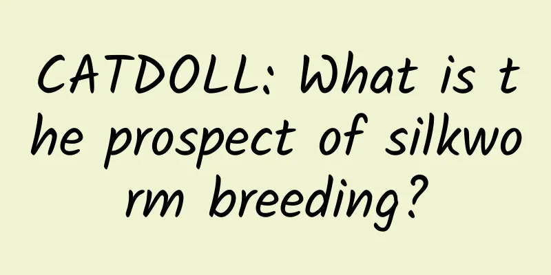 CATDOLL: What is the prospect of silkworm breeding?