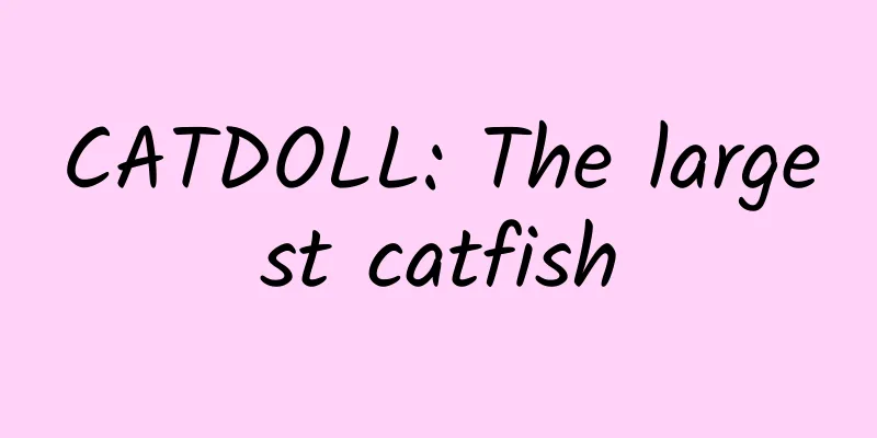 CATDOLL: The largest catfish