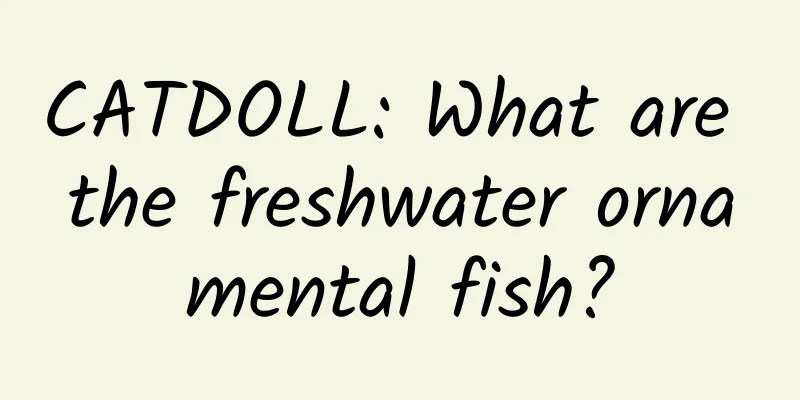 CATDOLL: What are the freshwater ornamental fish?